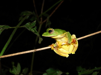 : Rhacophorus malabaricus; Malabar Gliding Frog