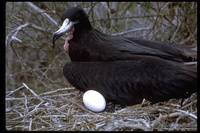 : Fregata minor; Great Frigatebird