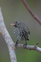 : Geospiza scandens intermedia; Cactus finch