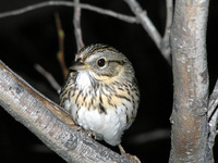 : Melospiza lincolnii; Lincoln's Sparrow