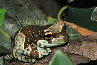 : Trachycephalus venulosus