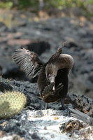 : Phalacrocorax harrisi; Flightless cormorant