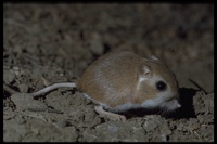 : Dipodomys heermanni; Heermann's Kangaroo Rat