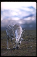 : Rangifer tarandus ssp. platyrhynschus; Svalbard Reindeer