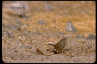 : Zonotrichia atricapilla; Golden-crowned Sparrow