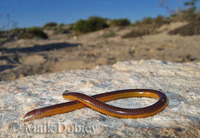 : Acontias litoralis; Coastal Leggless Skink