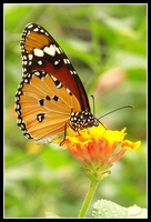 : Danaus chrysippus