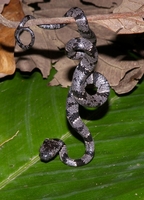 : Sibon nebulata