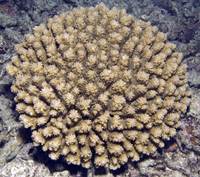 : Acropora