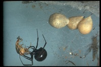 : Lactrodectus mactans; Black Widow Spider