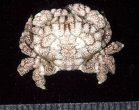 : Pseudoliomera speciosa