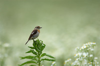 ［ノビタキ］ Siberian Stonechat / Saxicola maura / 13cm