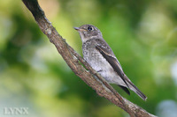 Dark-sided Flycatcher 烏鶲