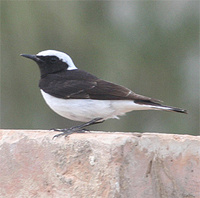 Pied Wheatear