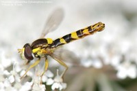 Almindelig kuglebærerflue (Sphaerophoria scripta ) Foto/billede af