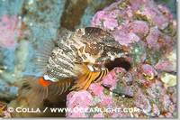 ...o protect its eggs and itself., Rhamphocottus richardsoni, Phillip Colla, all rights reserved wo...