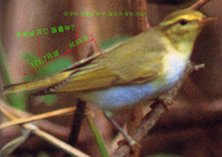 숲솔새(가칭, Phylloscopus sibilatrix, 일본명: 모리무시쿠이)