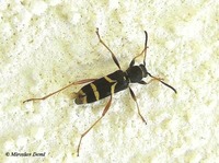 Clytus arietis arietis var. carpelani