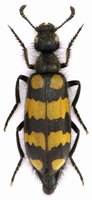 Hycleus polymorphus