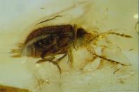 Ptinus inclusus