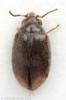 Cyphon padi