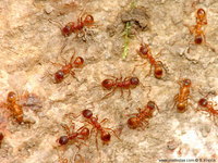 Myrmica rubra