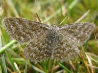 Scopula immorata - Lewes Wave