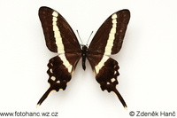 Graphium illyris