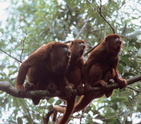 Red howler (Alouatta seniculus)