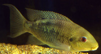 Sarotherodon caudomarginatus, :