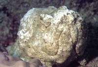 Scorpaenopsis diabolus, False stonefish: aquarium