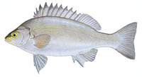 Bidyanus bidyanus, Bidyan perch: fisheries, aquaculture, gamefish