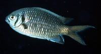 Chromis opercularis, Doublebar chromis: