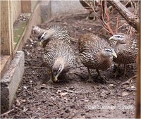 Double-spurred Francolin Francolinus bicalcaratus