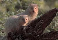 Image of: Herpestes edwardsi (Indian gray mongoose)