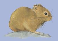 Image of: Ochotona pallasi (Pallas's pika)
