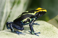 Dendrobates tinctorius