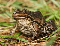 Rana ridibunda - Lake Frog