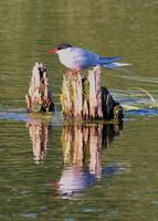 Sterna paradisaea - Arctic Tern