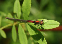 Image of: Hetaerina americana