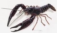 Image of: Procambarus clarkii (red swamp crayfish)