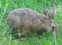 Lepus europaeus - Brown Hare