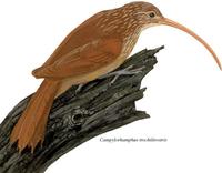 Image of: Campylorhamphus trochilirostris (red-billed scythebill)