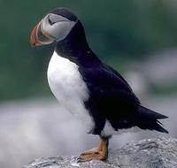 Image of: Fratercula arctica (Atlantic puffin)