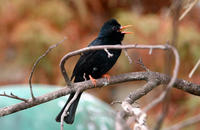 Image of: Hypsipetes leucocephalus (black bulbul)