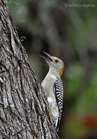 Image of: Melanerpes aurifrons (golden-fronted woodpecker)