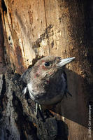 Image of: Melanerpes erythrocephalus (red-headed woodpecker)