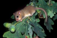 Muscardinus avellanarius - Hazel Dormouse