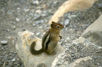 Spermophilus lateralis - Golden-mantled Ground Squirrel