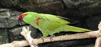 Image of: Rhynchopsitta pachyrhyncha (thick-billed parrot)